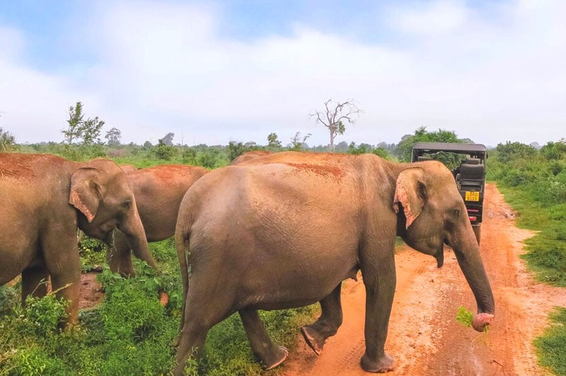 Udawalawe Tour