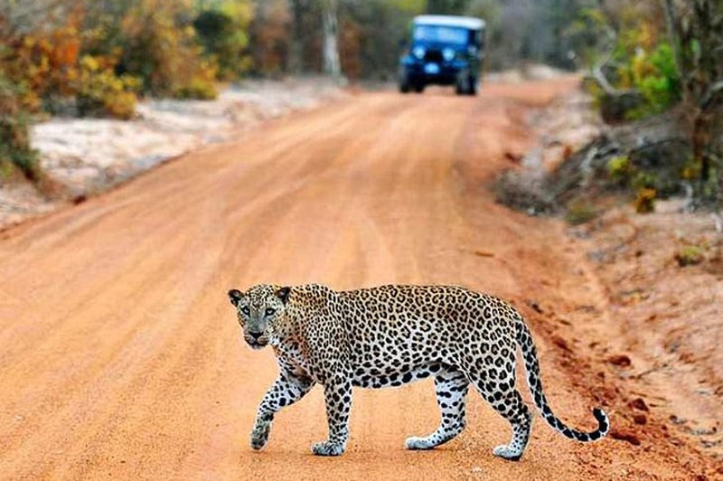 Yala Day Tour